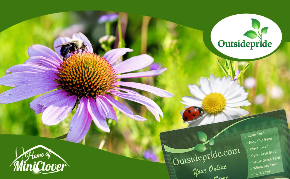 Pollinator Wildflower Seed Mixture For Bees & Butterflies