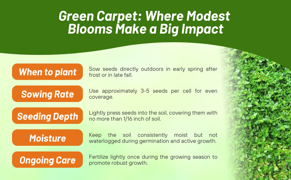 Planting Directions For Herniaria Glabra Green Carpet Seeds