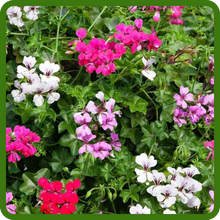 Long Lasting Blooms of Ivy Leaf Geranium Flowers