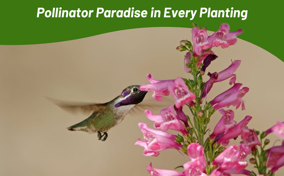 Hummingbird on Penstemon Flowers