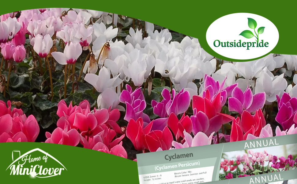 Cyclamen Flower Garden Grown From Seeds