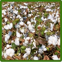 Year Round Growth of Cotton Plants