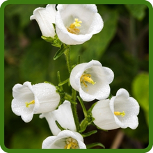 White Graceful Bell-Shaped Blooms of Canterbury Bells