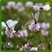 Crown Vetch For Pollinating and Wildlife