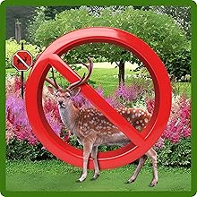 Deer Resistant Astilbe Plants