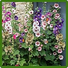 Alcea Rosea Halo Hollyhock Attracts Pollinators