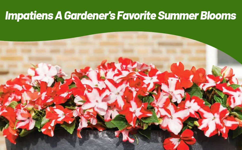 Orange & White Impatiens Star Flower Garden