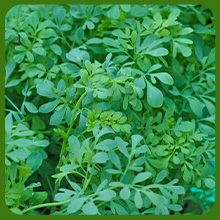 Evergreen Foliage of Rue Herb Plants
