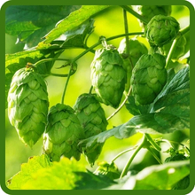Fragrant, Cone-Like Flowers of Hops