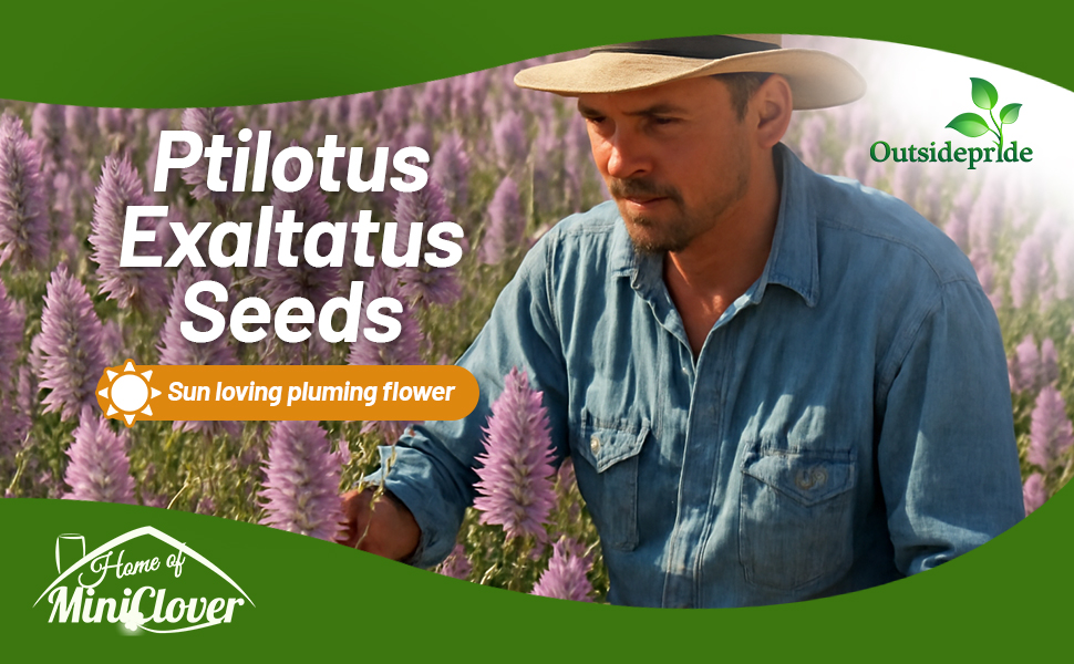 Ptilotus Joey Pink Flower Heads
