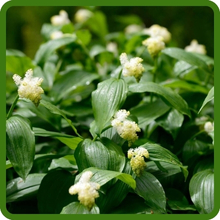Spikenard Loves Rich, Medium Wet Soils