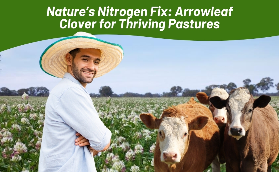 Incoluated, Coated Arrowleaf Clover Seed For Nitrogen Fixation