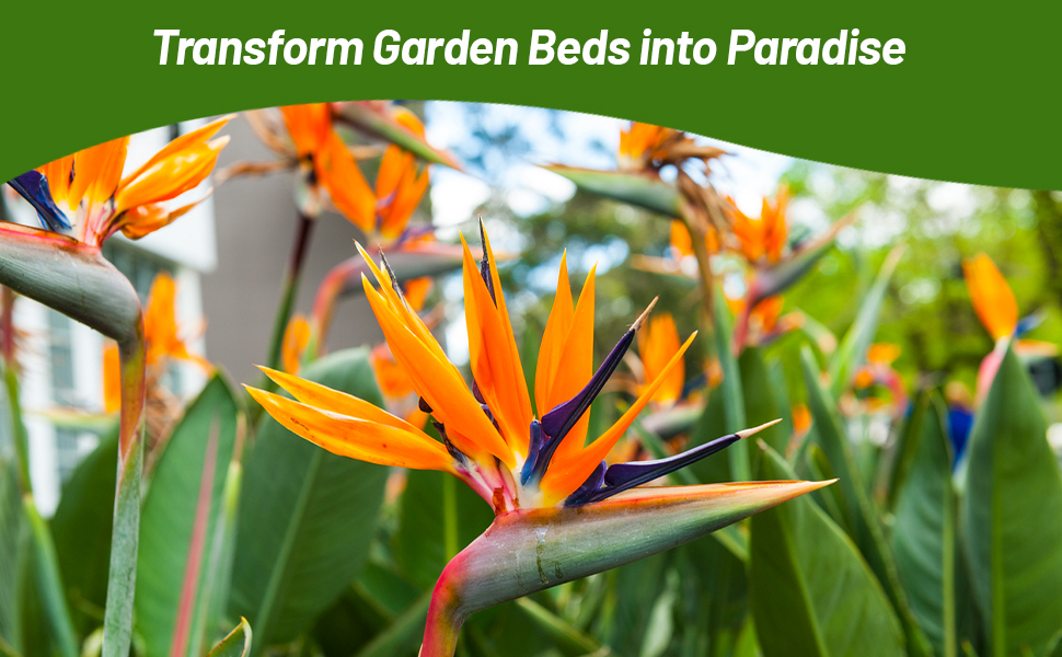 Bird of Paradise Flower Garden
