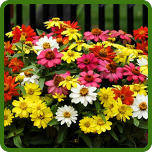 image of flower