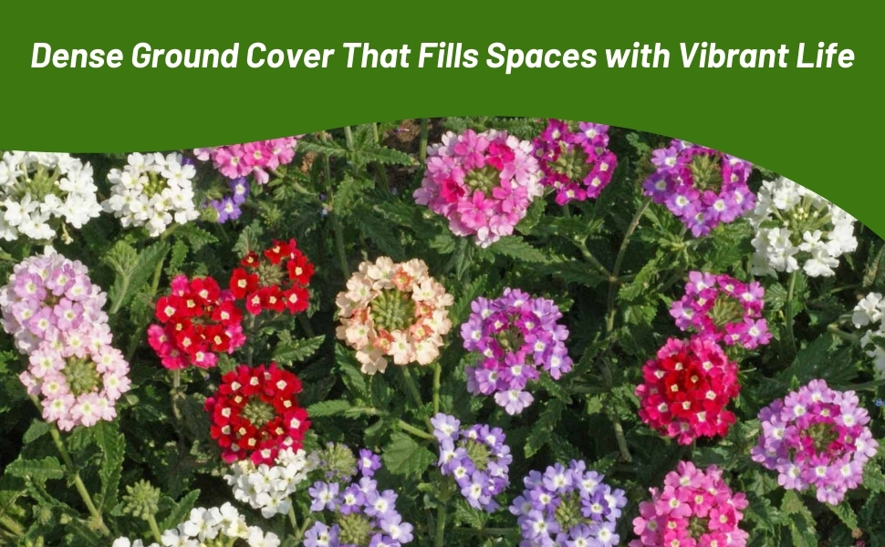 Verbena Hybrida Dense Ground Cover Flowering Plants