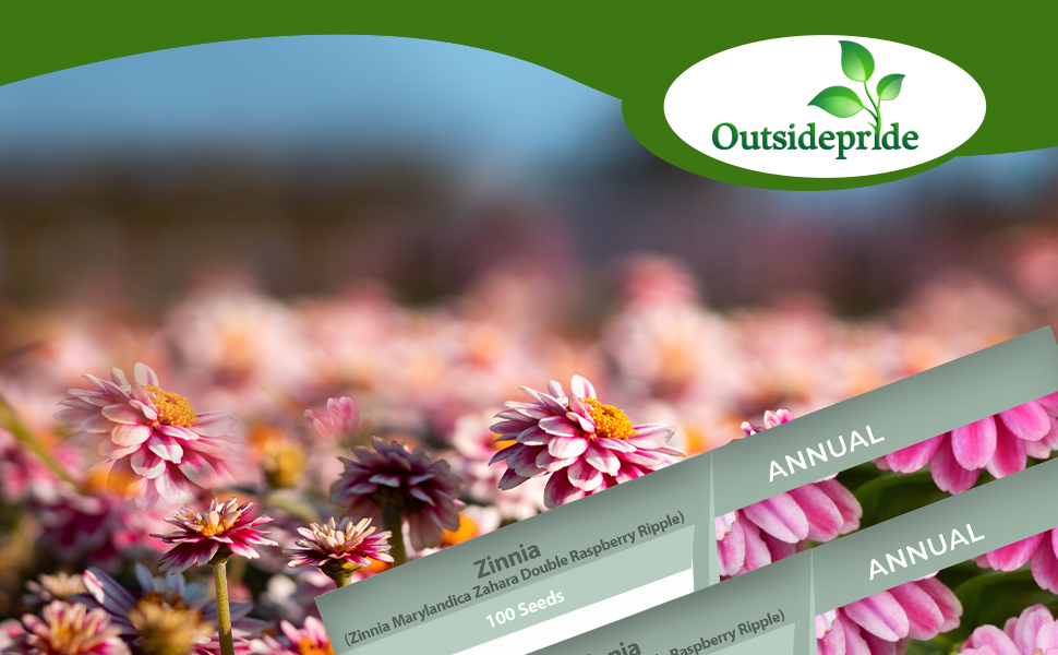 Zinnia Double Raspberrry Ripple Flower Seed Packet