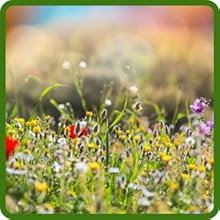 Mixture of Annuals & Perennial Partial Shade WildFlower Seed Mixture