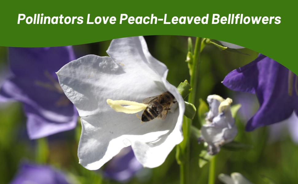 Pollinating Bee Peach-leaved Bellflower