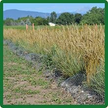 Blue Grama Native Grass For Erosion Control