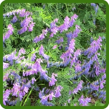 Hairy Vetch Cover Crop