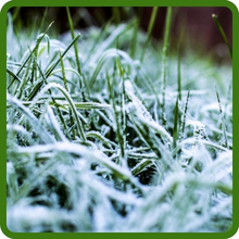Winter Hardy Monaco Bermuda Grass Seed