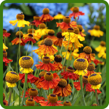 Helenium Has Daisy-like Flowers