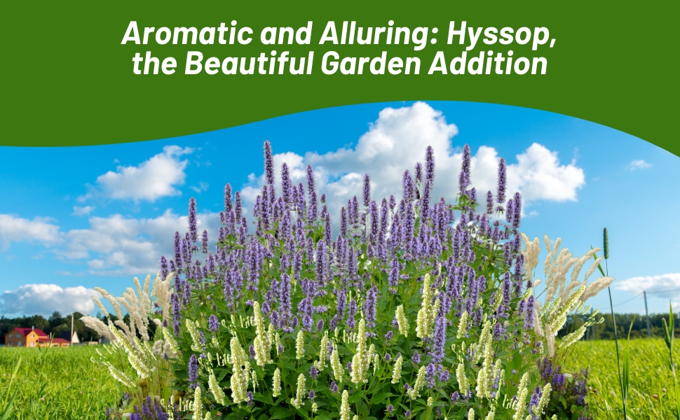 Hyssop Fragrant Herb Plants