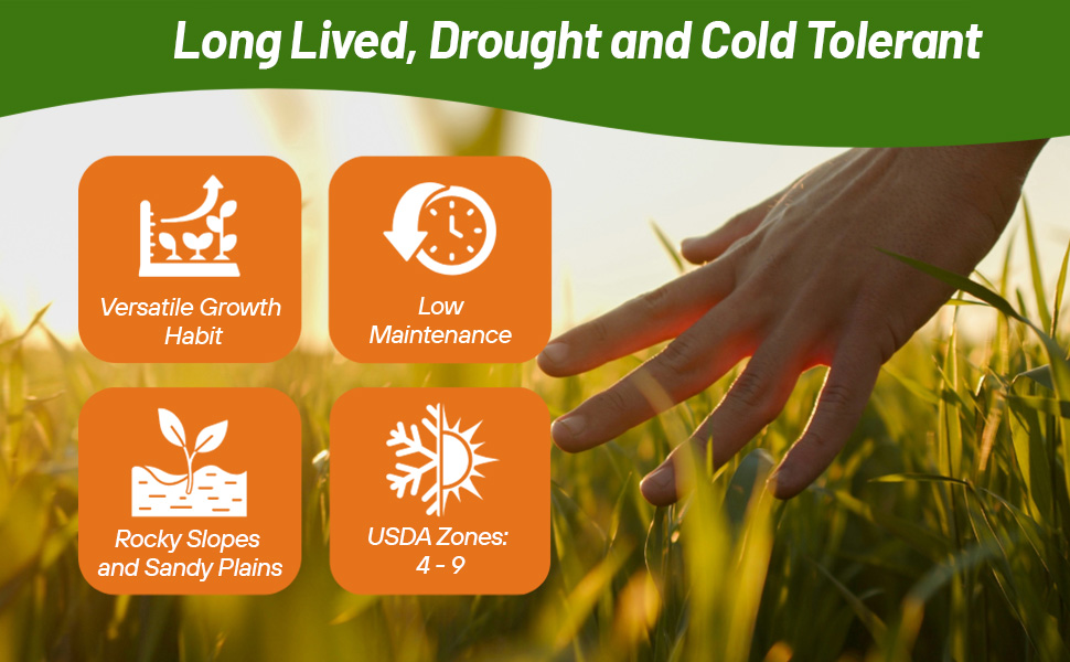 Sideoats Grama Native Grass For Water Conservation