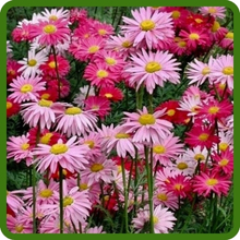Long Lasting Blooms of Chrysanthemum Pyrethrum Robinson's Flowers