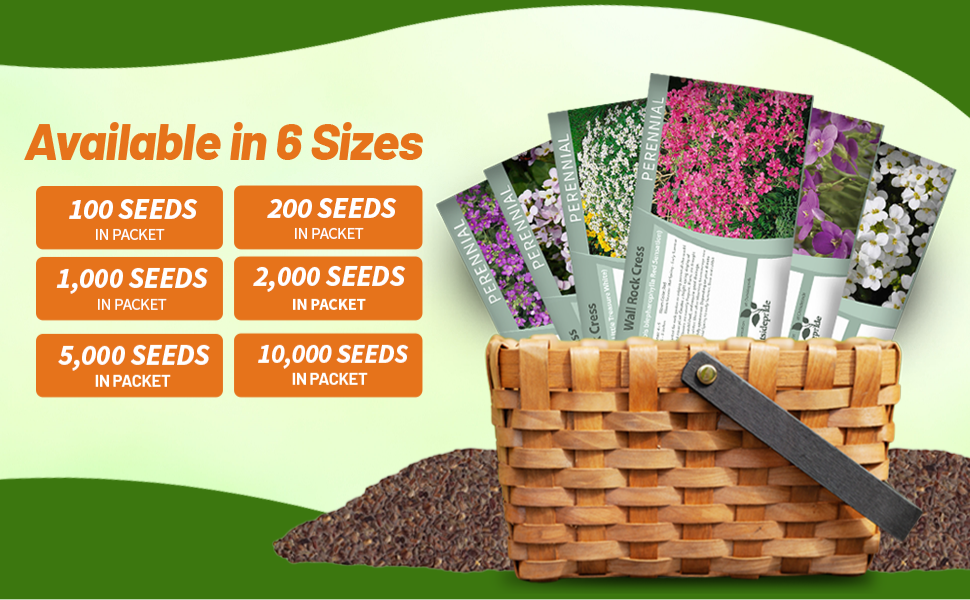 Arabis Wall Rock Cress Seed Packets For Planting