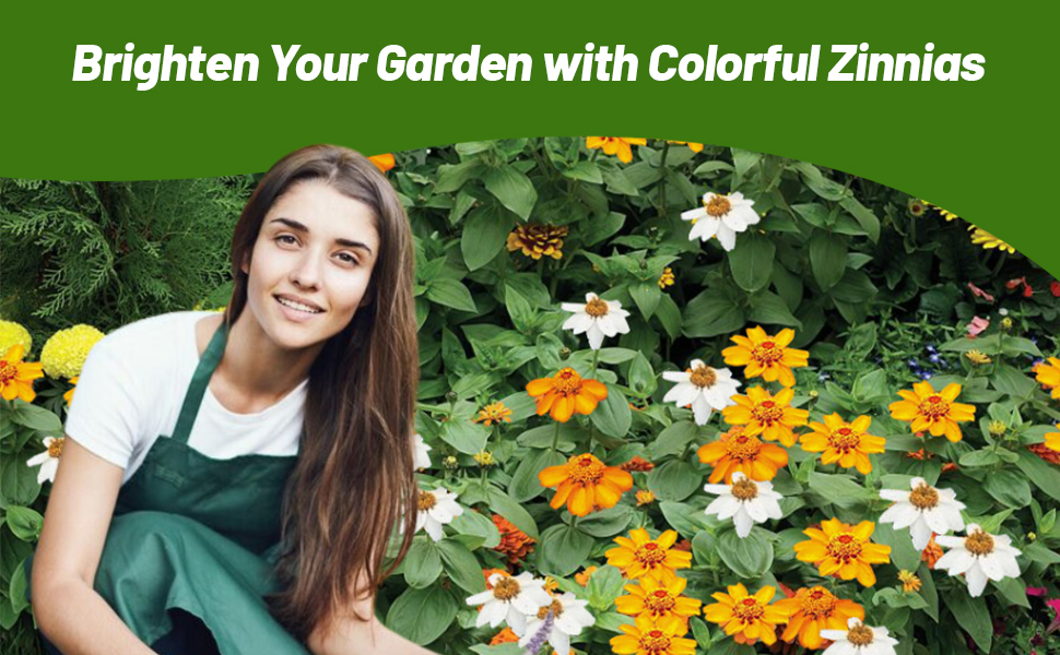 Women Tending To Zinnia Hybrida Star Flower Garden