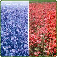 Heat & Cold Tolerant Clarkia Flowers For USDA Zones 3 - 10