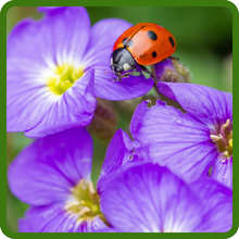 Aubrieta Rock Cress Attacts Beneficial Insects & Pollinators