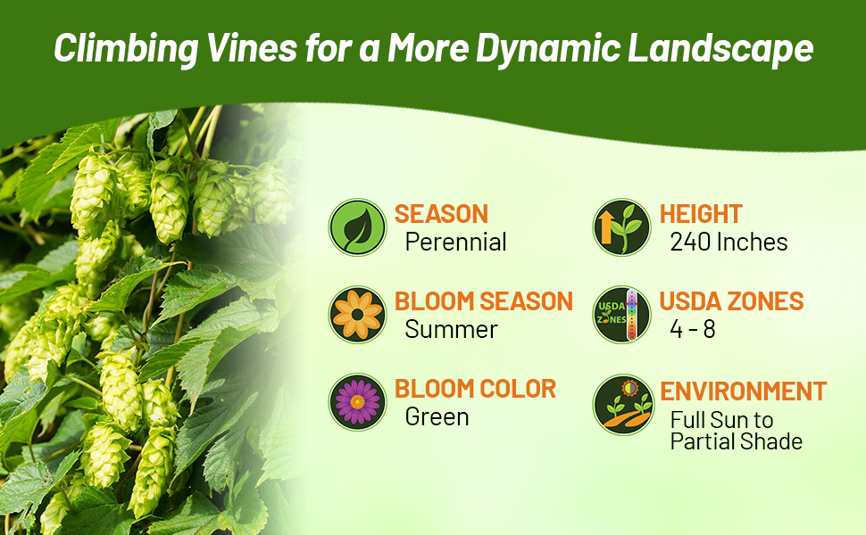Perennial Hops For USDA Zones 4 - 8 Full Sun to Partial Shade