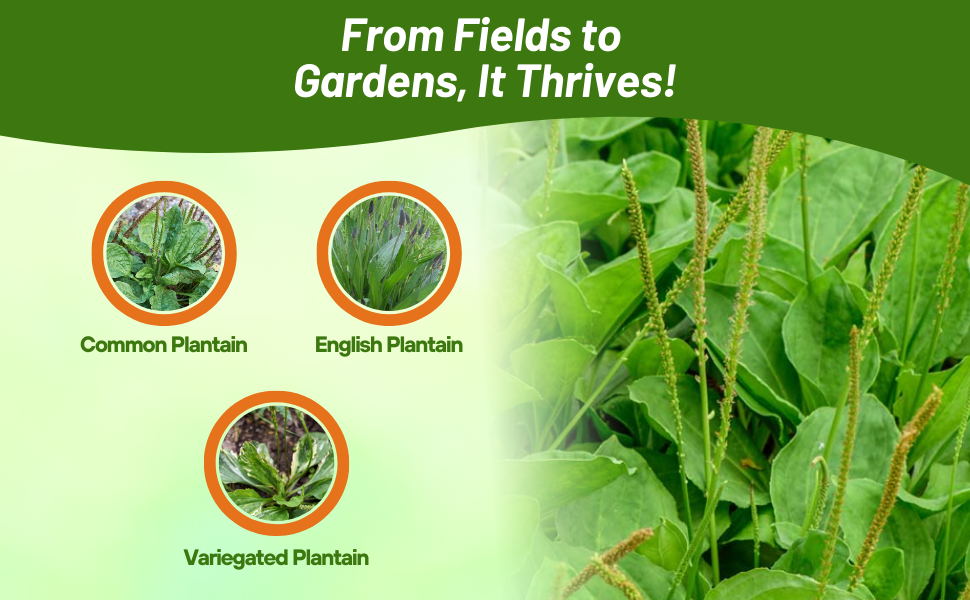 Varieties of Plantain Grown From Herb Seeds