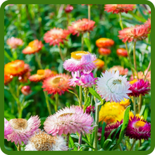 Long Lasting Blooms of Everlasting Wildflowers