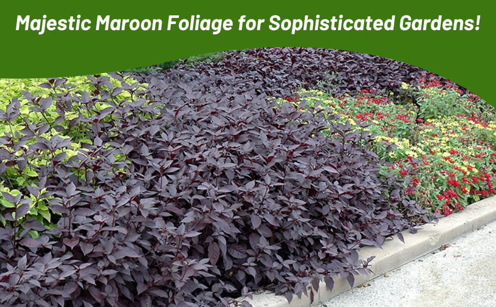 Flower Bed of Alternanthera Purple Knight Foliage Plant