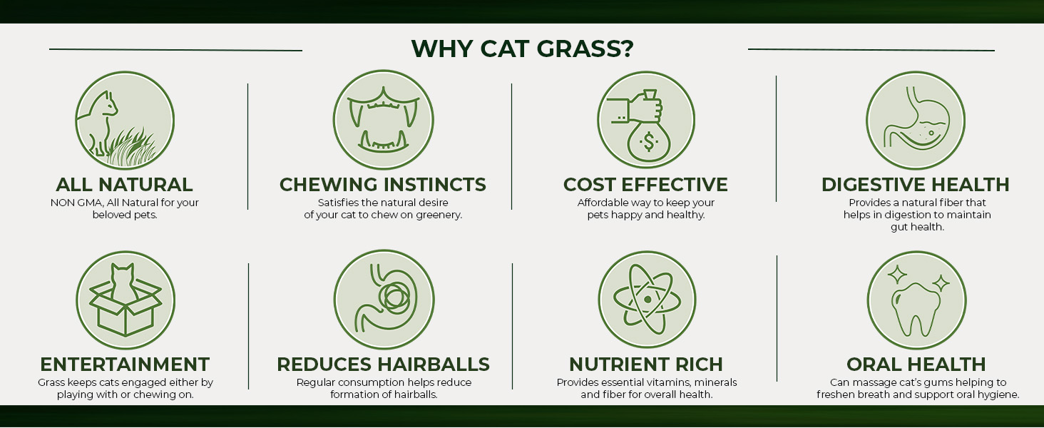 Cat Grass Seed For Planting