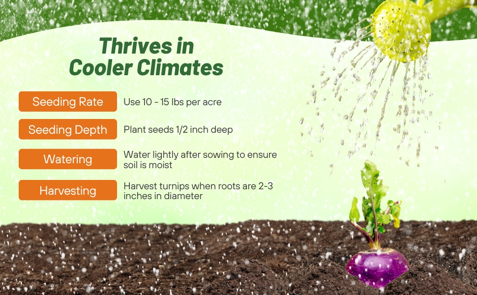 Planting Insructions For Purpletop Turnip Cover Crop Seeds