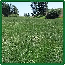 Native Sideoats Grama Grass