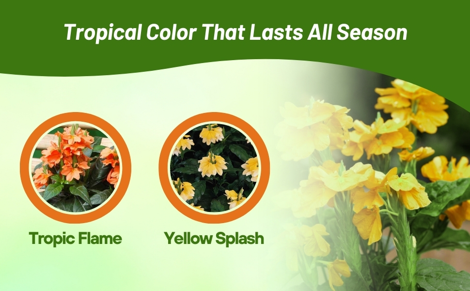 Tropic Flame & Yellow Splash Crossandra Varieties