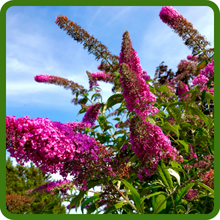Vibrant Blooms Under Blue Skies of Butterfly Bush