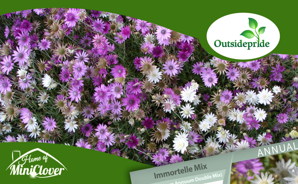 Xeranthemum Immortelle Flower Seed Mixture