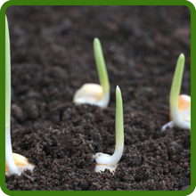 High Germinating Seeds of Perennial Echinacea Coneflower Flowers