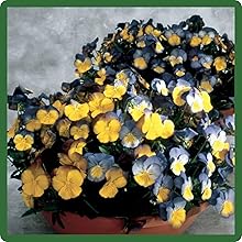 image of flower
