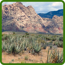 Heat & Drought Tolerant Yucca Plants in Desert