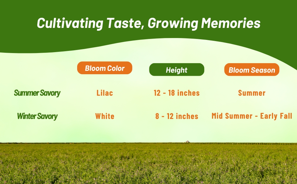 Bloom Color, Season, & Height Chart of Summer & Winter Savory