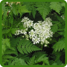 Delicate Lacy  Foliage of Chervil Herbs