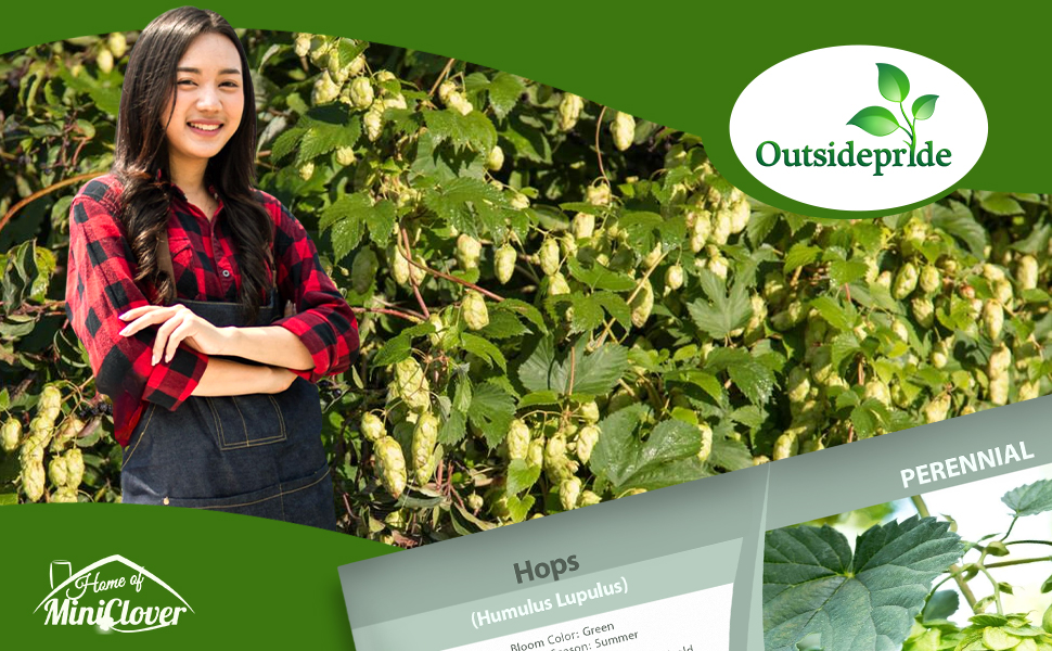 Hops Field For Beer Production