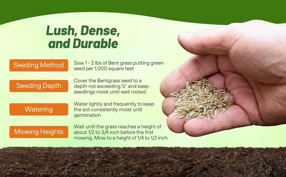 T-1 Creeping Bent Grass Seed Seeding Rate & Planting Time